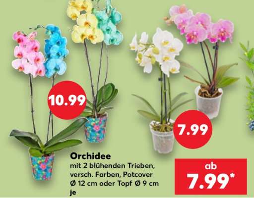 Orchidee
