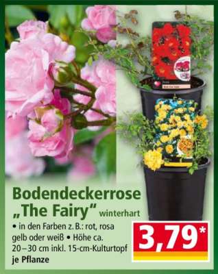 Bodendeckerrose „The Fairy“