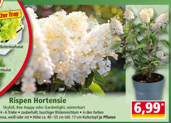 Rispen Hortensie