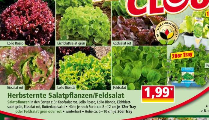 Herbsternte Salatpflanzen/Feldsalat