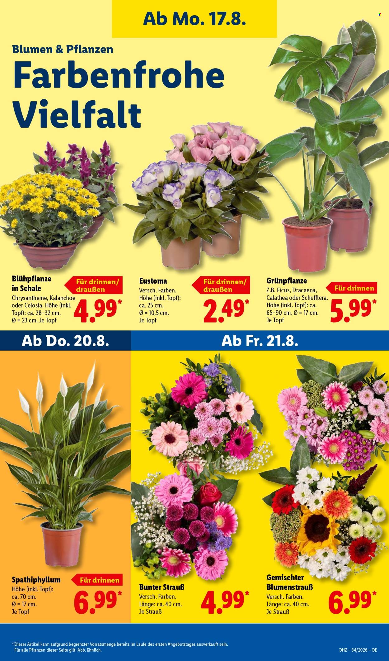 Lidl Prospekte  - 17.08.2026 - 22.08.2026. Seite 25