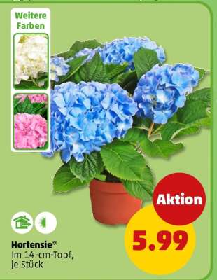Hortensie