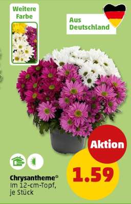 Chrysantheme