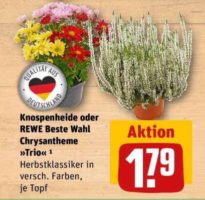 Knospenheide oder REWE Beste Wahl Chrysantheme »Trio«
