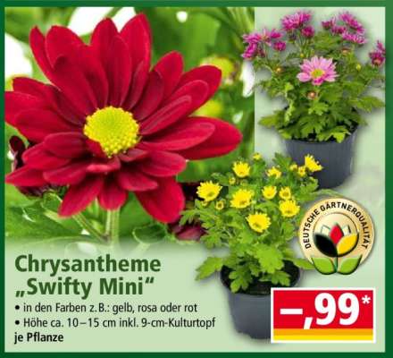 Chrysantheme „Swifty Mini“