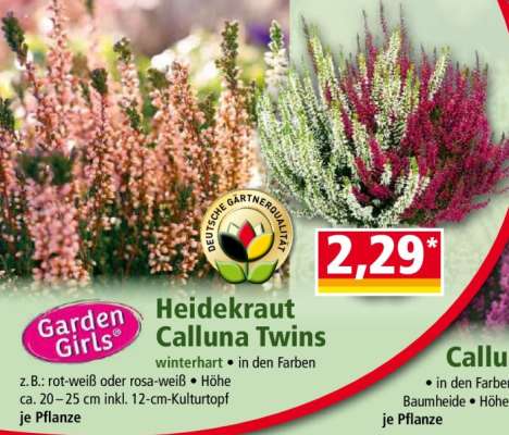 Heidekraut Calluna Twins