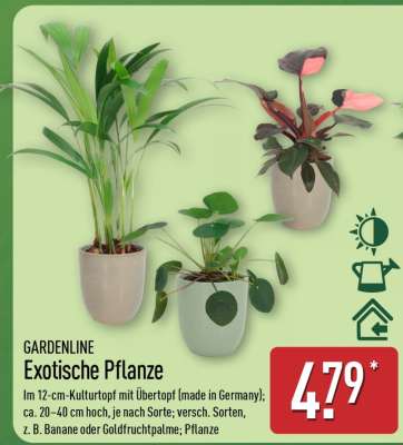 GARDENLINE Exotische Pflanze