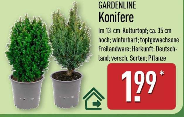 GARDENLINE Konifere