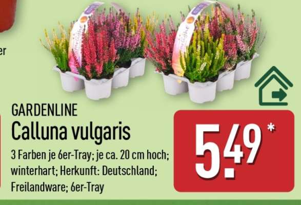 Calluna vulgaris