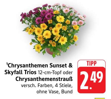 Chrysanthemen Sunset & Skyfall Trios