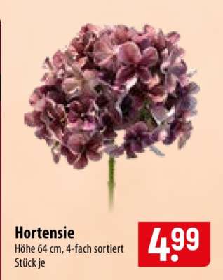 Hortensie