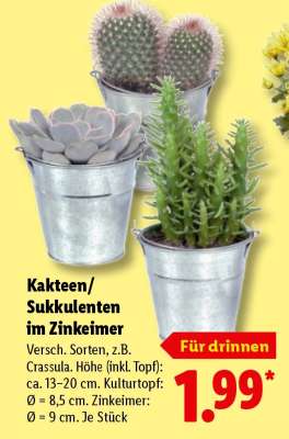 Kakteen/Sukkulenten im Zinkeimer