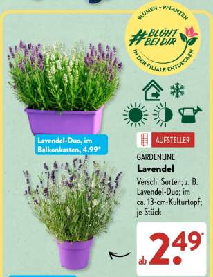 GARDENLINE Lavendel