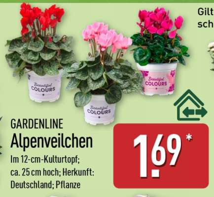 GARDENLINE Alpenveilchen