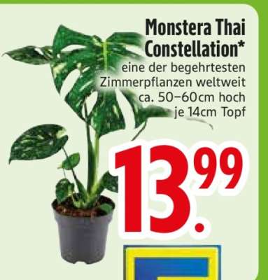 Monstera Thai Constellation