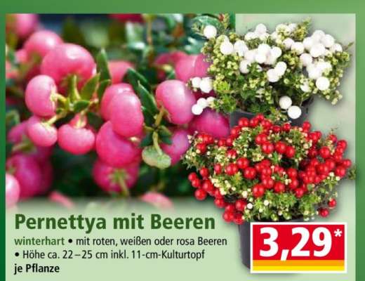 Pernettya mit Beeren