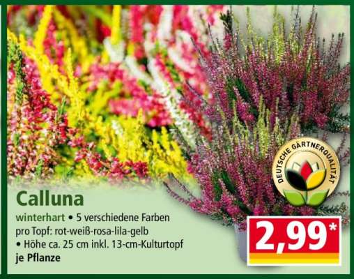 Calluna