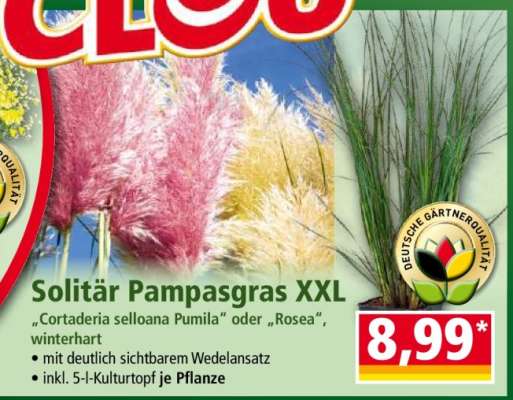 Solitär Pampasgras XXL