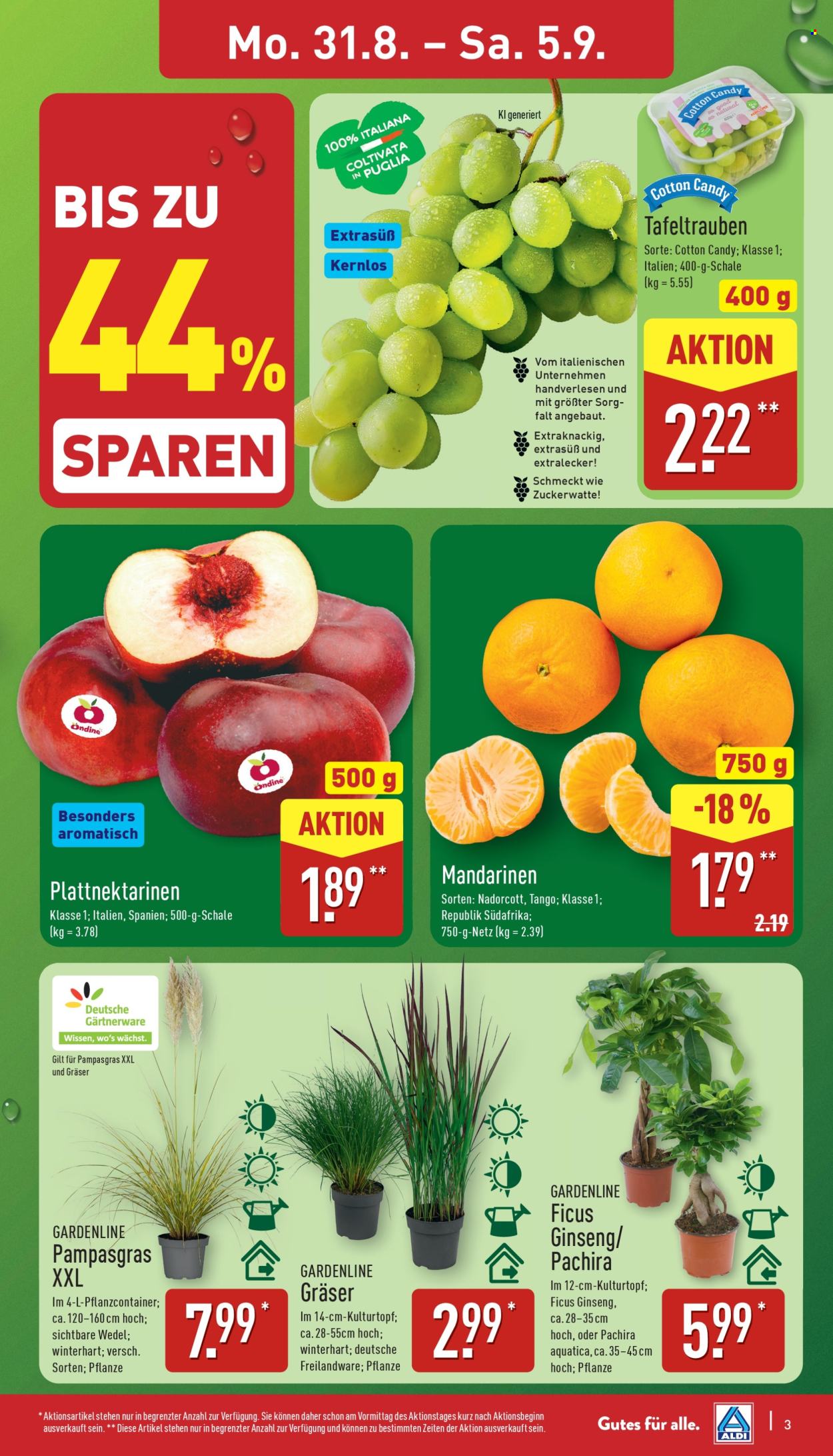 ALDI Nord Prospekte  - 31.08.2026 - 5.09.2026. Seite 3