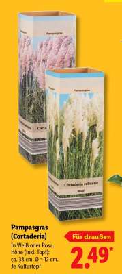 Pampasgras (Cortaderia)