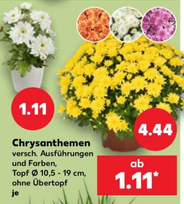 Chrysanthemen