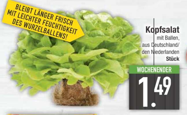 Kopfsalat mit Ballen
