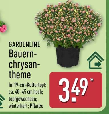 GARDENLINE Bauernchrysantheme