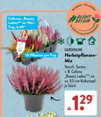 GARDENLINE Herbstpflanzen-Mix