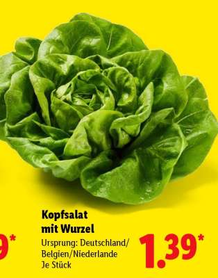 Kopfsalat mit Wurzel