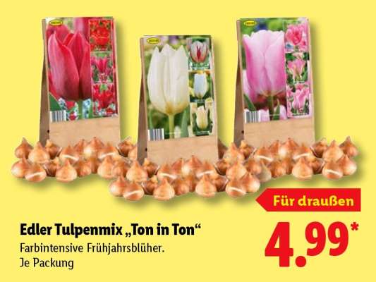 Edler Tulpenmix „Ton in Ton“