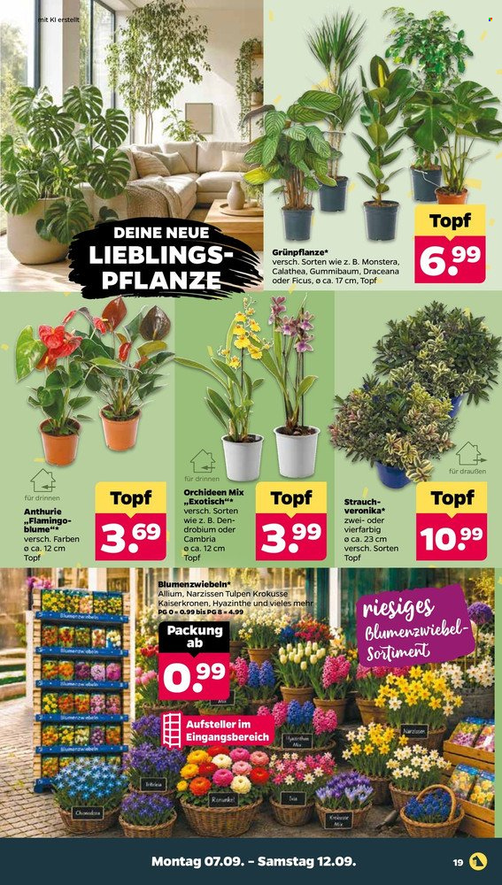 Netto Prospekte  - 7.09.2026 - 12.09.2026. Seite 21