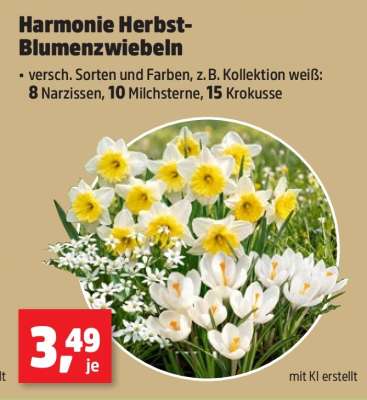 Harmonie Herbst-Blumenzwiebeln