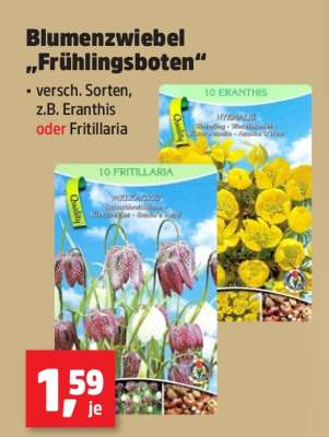 Blumenzwiebel „Frühlingsboten“