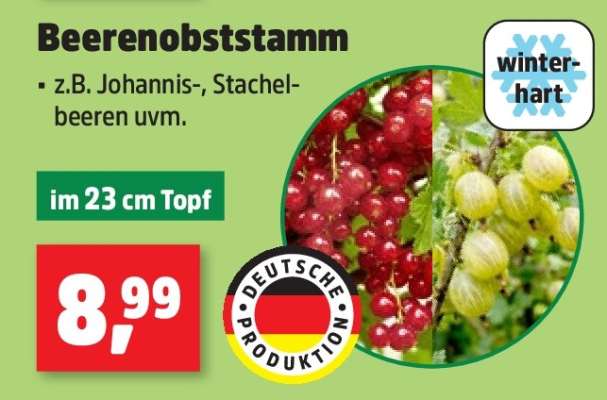 Beerenobststamm