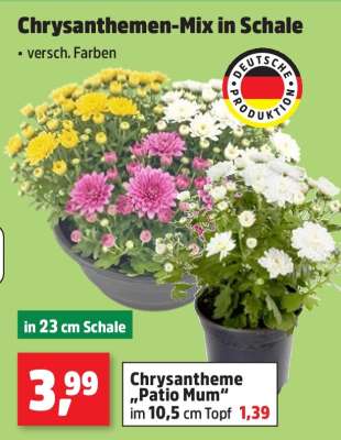 Chrysanthemen-Mix in Schale