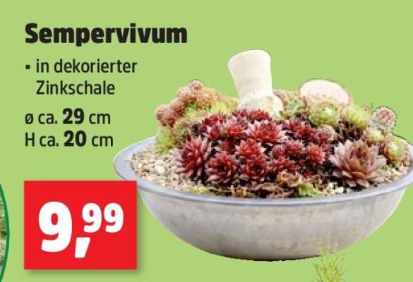 Sempervivum