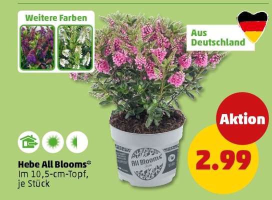 Hebe All Blooms