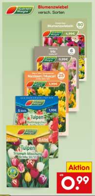 Blumenzwiebel
