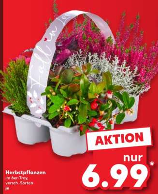 Herbstpflanzen