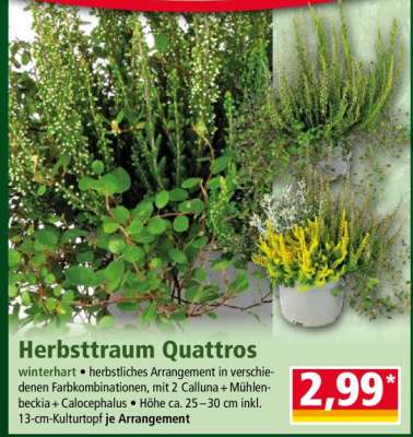 Herbsttraum Quattros