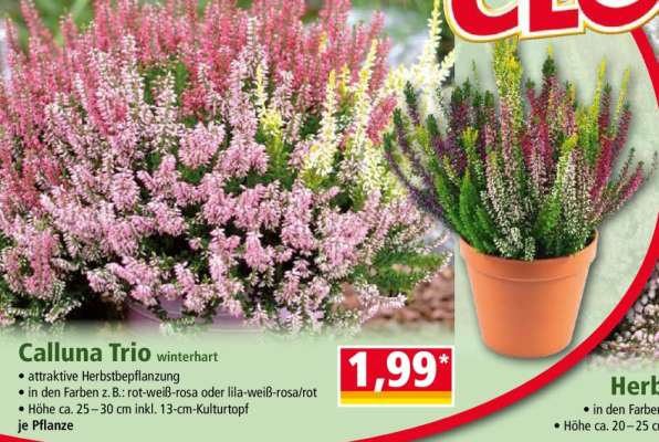 Calluna Trio
