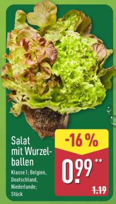 Salat mit Wurzelballen