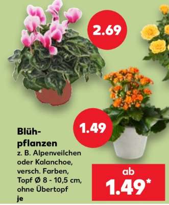 Blühpflanzen