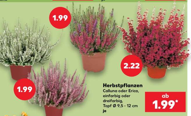 Herbstpflanzen