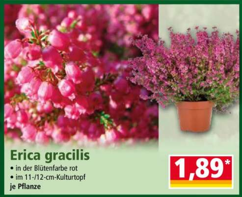 Erica gracilis