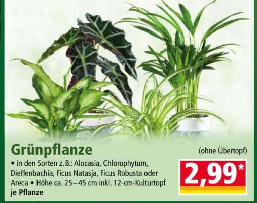 Grünpflanze