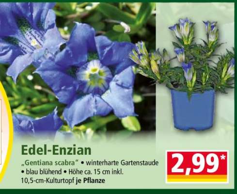 Edel-Enzian