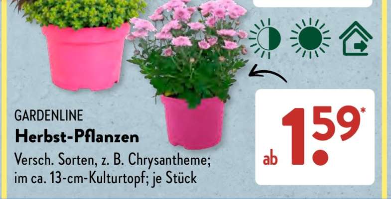 GARDENLINE Herbst-Pflanzen