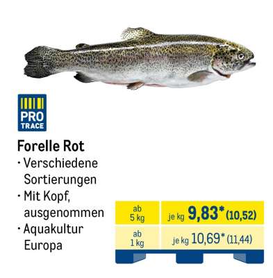 Forelle Rot