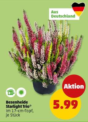 Besenheide Starlight Trio